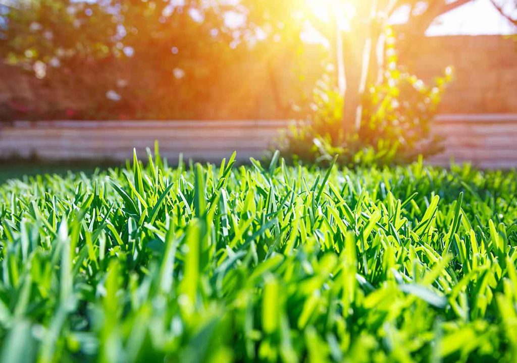 Premium Lawn Care Services by BenChMark Lawn Services