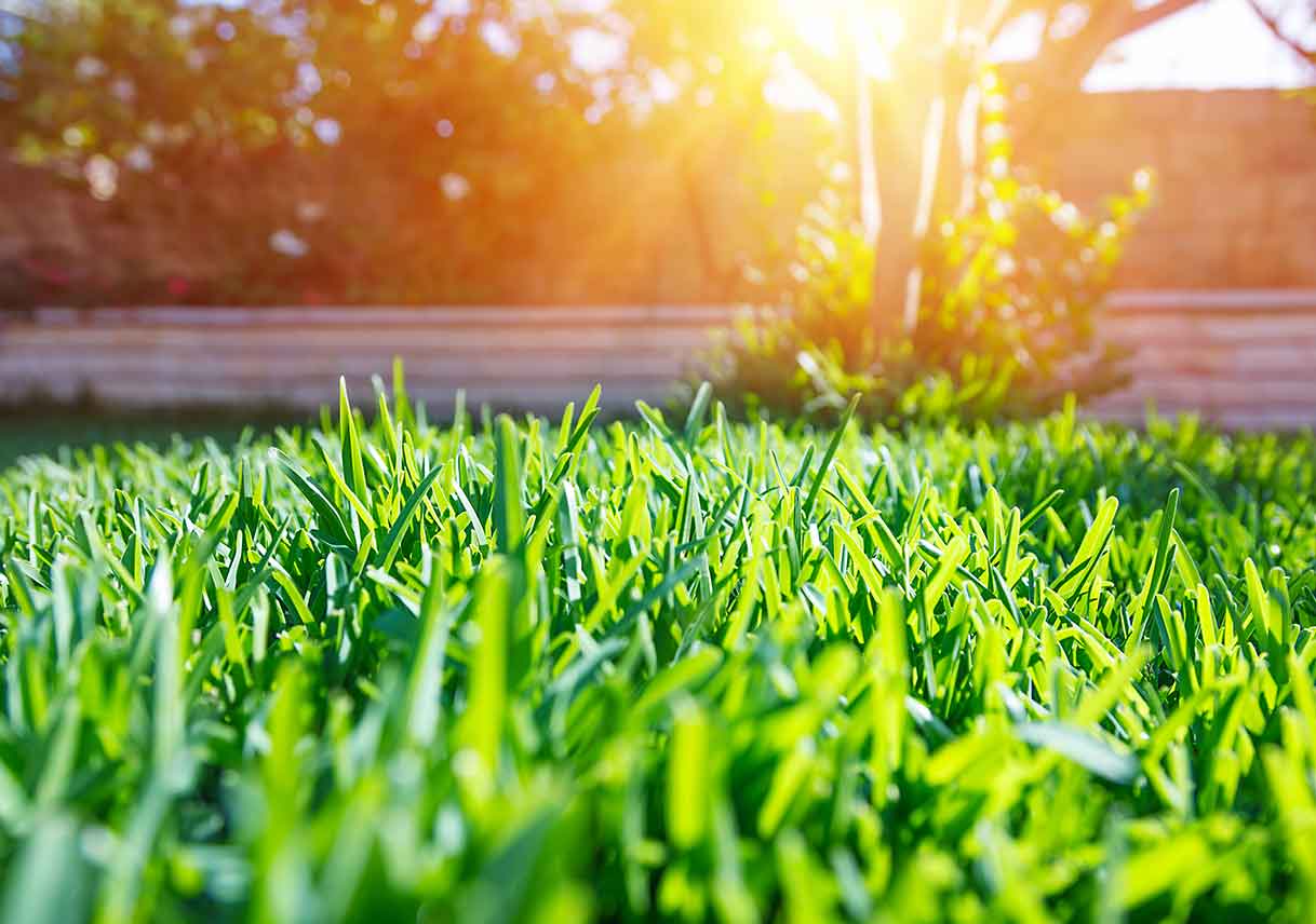 Premium Lawn Care Services by BenChMark Lawn Services